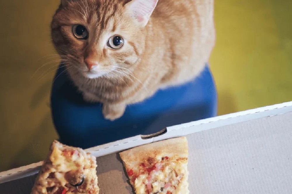 Can cats eat cheese? The answer might surprise you