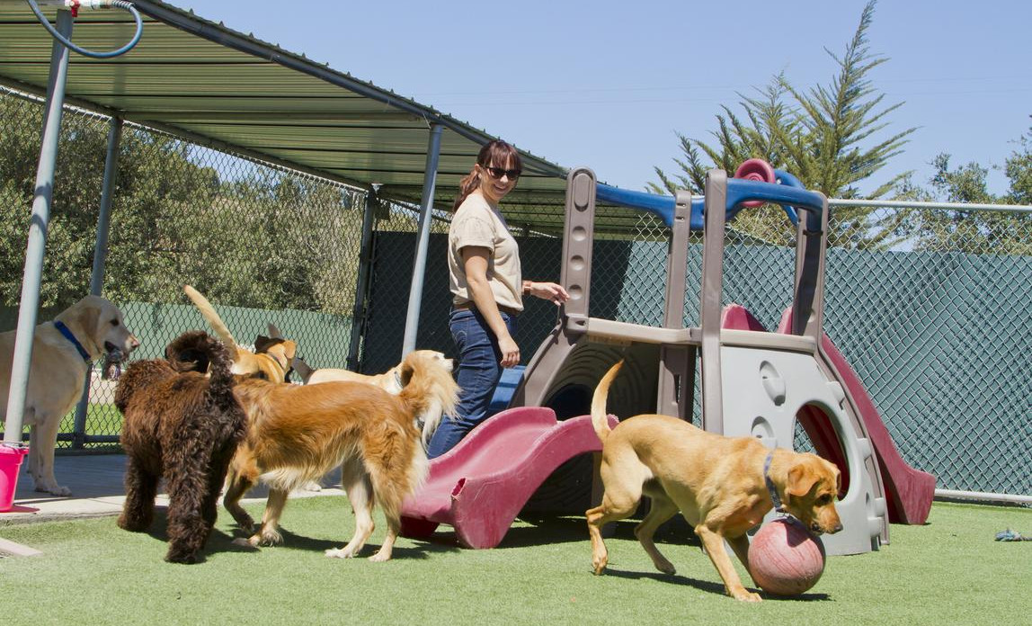 The Kennel Business: Everything You Need To Know