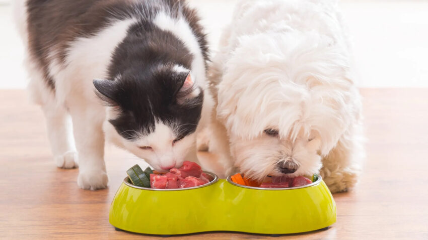 Is Cat Food Really Unsafe for Dogs?