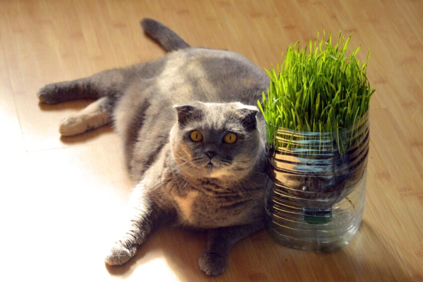 Make Cat Grass at Home – It’s Easier than You Think!