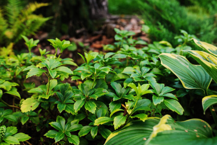 What causes pachysandra to spread