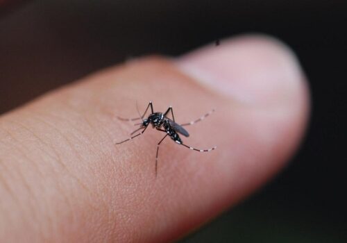 How to Control Mosquitoes: Effective Strategies