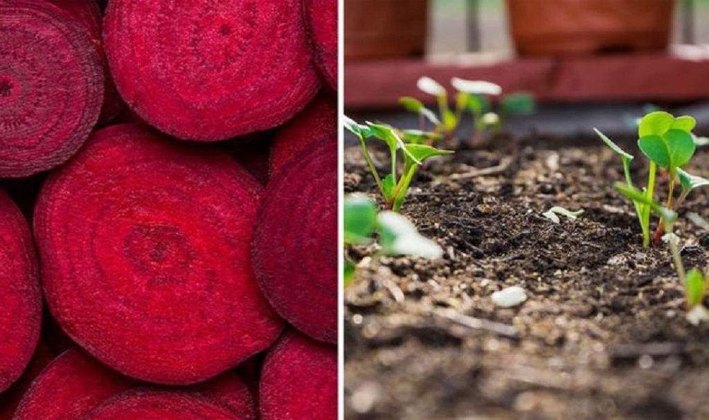 What is the Best Month to Plant Beetroot?