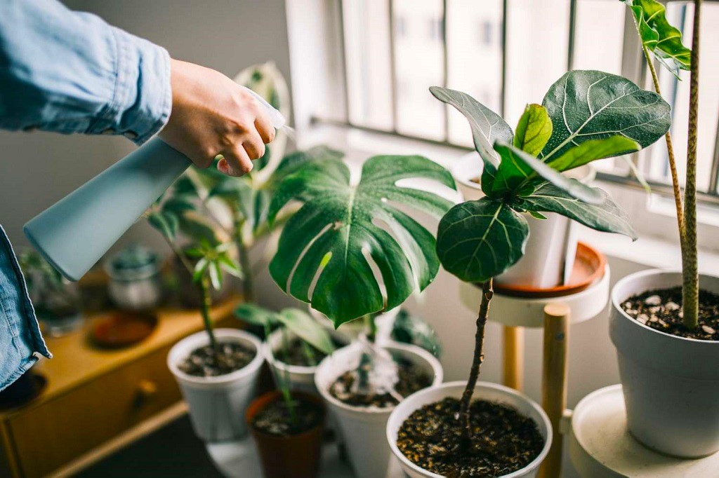 HOW To Grow House Plants IN WATER