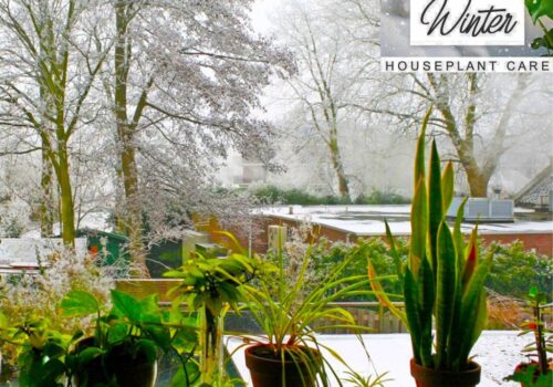 How to Care for House Plants in Winter: A Guide to Thriving Greenery