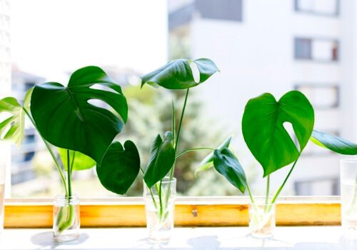 Which House Plant Grows in Water? Here’s Our List of Best House Plants to Grow in Water