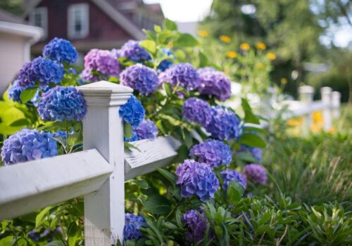 How Can I Do Low Maintenance Front Yard Garden? Your Ultimate Guide