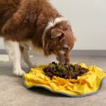Beyond Kibble and Cuddle: Enriching Your Pet’s Life With Fun and Training