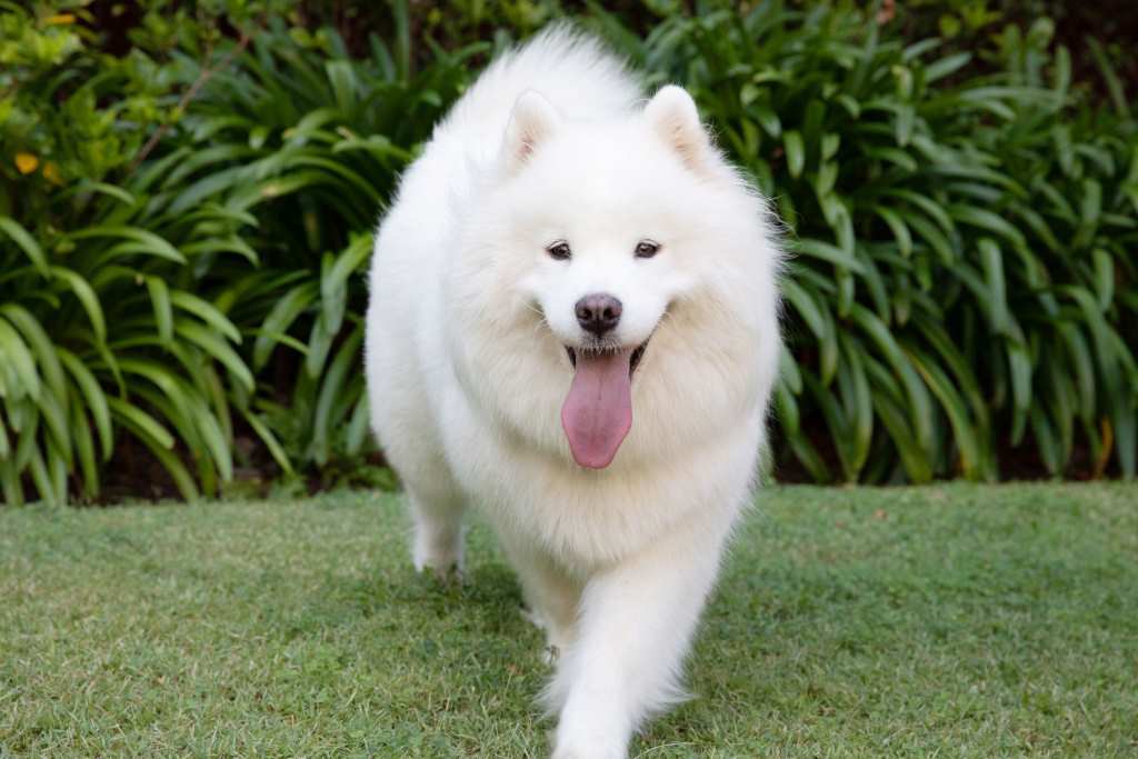 What is the difference between a pet cat and a dog