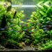 A vibrant freshwater aquarium with thriving green plants and colorful neon tetra fish.