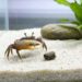 A fiddler crab eating food in a New Orleans aquarium